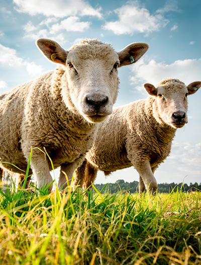 Sheep
