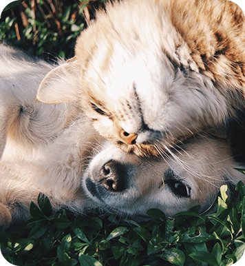Dog Sleeping